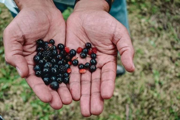 grosella negra y arándano es lo mismo