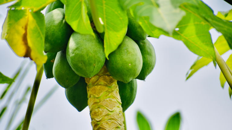 Diferencia entre papaya y papayón