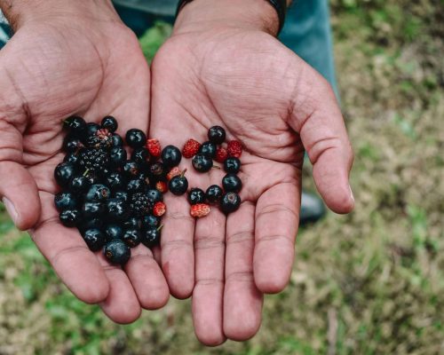 grosella negra y arándano es lo mismo