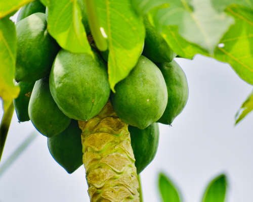 Diferencia entre papaya y papayón