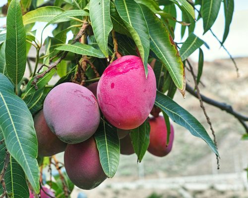 La fruta madurada en árbol tiene propiedades